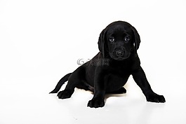 黑,狗,pup
