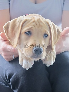 pup,小狗,拉布拉多