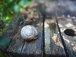 殼,螺旋,花園
