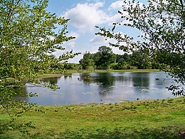 湖,池,綠色