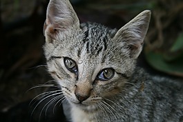 猫,getiegert,可爱
