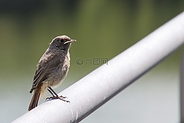 黑色紅尾鴝,相符的行轅,phoenicurus ochruros