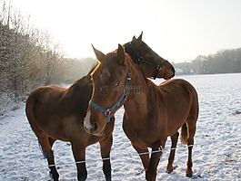 馬,雪,冬天