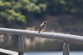 黑色紅尾鴝,相符的行轅,phoenicurus ochruros