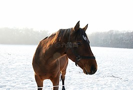 馬,雪,冬天