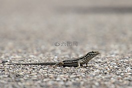 墻上的蜥蜴,相符的行轅,野生