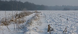 雪,冬季景观,helvoirt