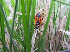 萤火虫pospolná,无翅,pyrrhocoris金龟