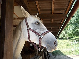 馬,動物,農(nóng)場