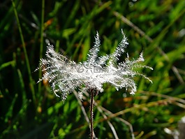 新仙女木 octopetala,花序,花絲