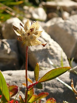 高山花卉,褪色,fruchtkapsel