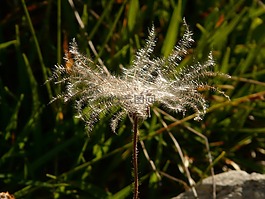 新仙女木 octopetala,花序,花絲