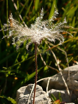 新仙女木 octopetala,花序,花絲