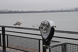 海鷗,展望,海洋
