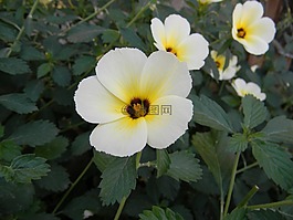 ramgoat dashalong,花,turnera ulmifolia