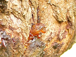 樹脂,樹,lebendharzung