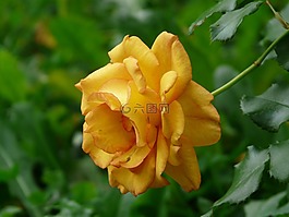 玫瑰,開花,橙