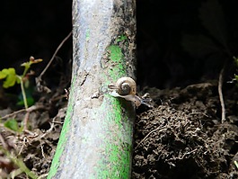 蝸牛,殼,小