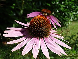 菊,coneflower,東部的紫色金光菊