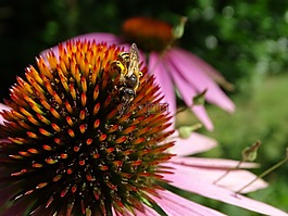菊,coneflower,東部的紫色金光菊