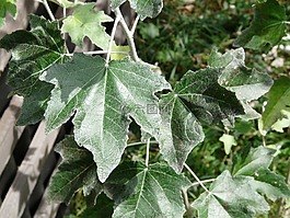 葉子,綠色,關(guān)閉