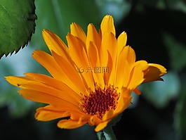 開花,性質(zhì),豐富多彩的花園