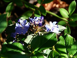 木瓜榕,開花,藍色