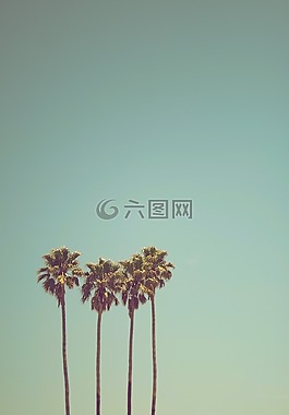 棕櫚,椰子,樹