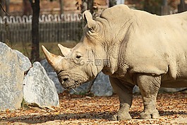 犀牛,動(dòng)物,動(dòng)物園