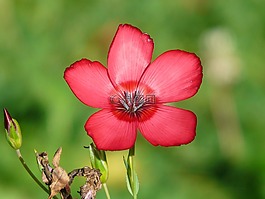 紅色 lein,開花,花
