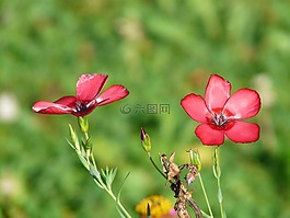 鮮花,紅色 lein,花