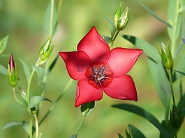 花,紅色 lein,開花