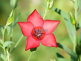淡红色,红色 lein,开花