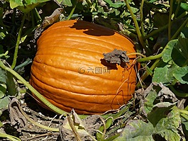 南瓜,筍瓜,選擇