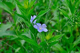 花,藍色,特寫