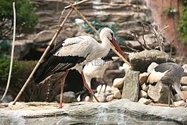 鸛,新增功能,動物