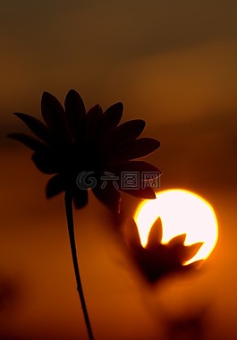 日落,花卉,太陽