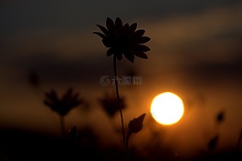花卉,陰影,日落