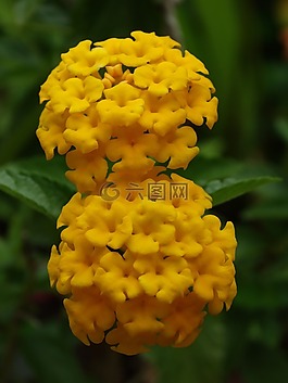 性質(zhì),花卉,植物