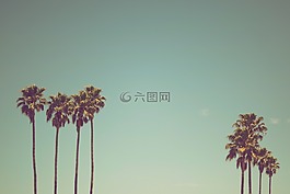 棕櫚,椰子,樹