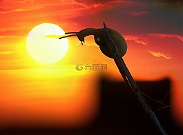 日落,蝸牛,太陽