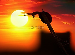蝸牛,日落,牛角