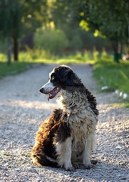 狗,犬,白