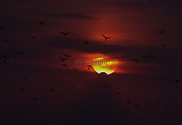 鳥,日落,太陽