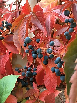 秋季,紅葡萄葉,花園