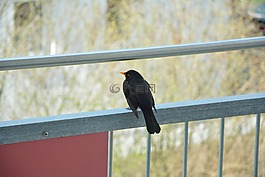 黑鳥,鳥,鳴鳥