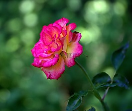 玫瑰,粉紅色,花卉