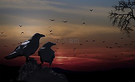 烏鴉,鳥,日落
