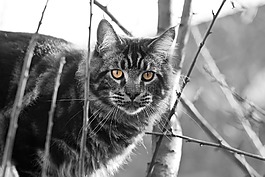 宿醉,mainecoon,树