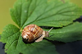 蝸牛,葉子,殼